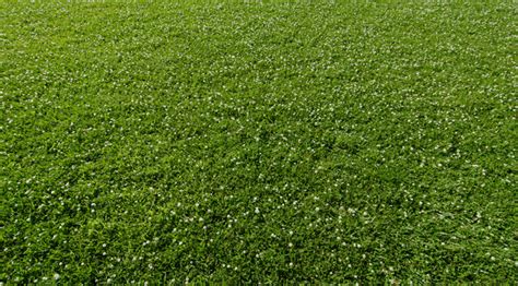 Clover Lawns Pros And Cons Why You Might Want Clover Lawn Chick