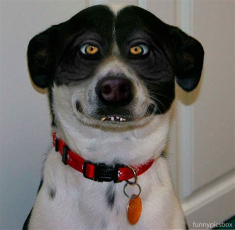 Funny Image Funny Dog Face Pictures