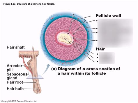 Cross Section Of A Hair Follicle Diagram Diagram Quizlet