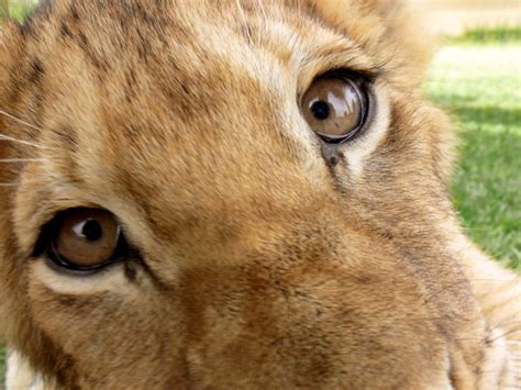 Lion Cub Face Closeup Free Stock Photo Public Domain Pictures