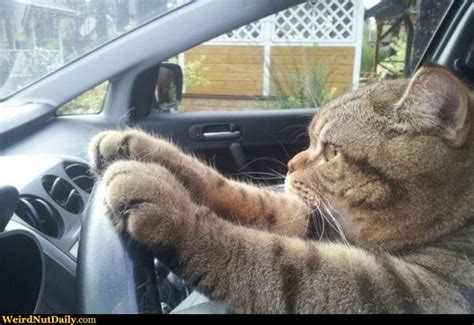 Driving Cat Meme Driving Cat Funny Animals Cats Crazy Cats