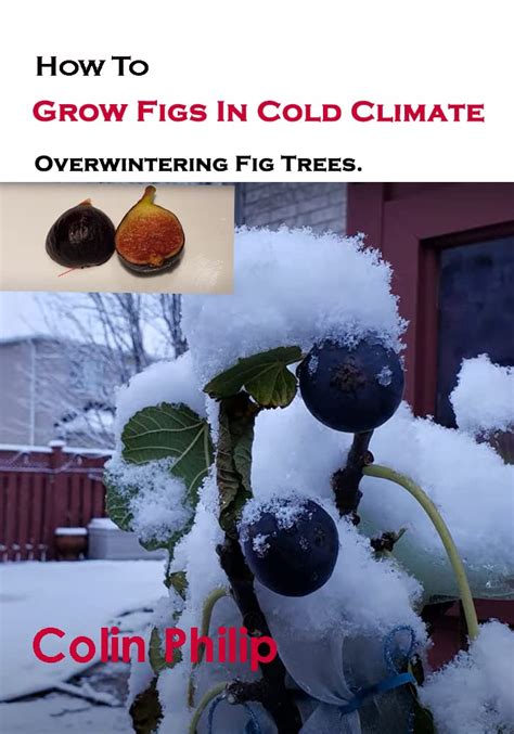 How To Grow Figs In Cold Climate Overwintering Fig Trees By Colin