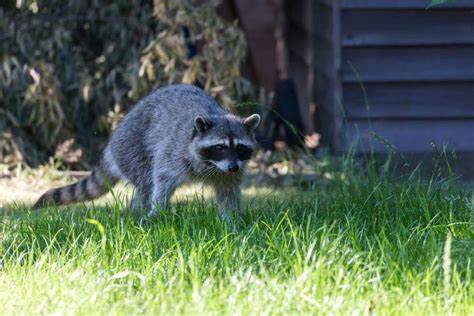 How To Get Rid Of Raccoons A Complete Guide 2021