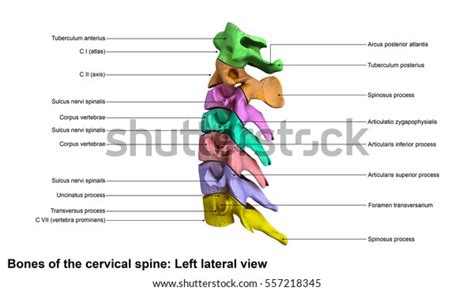 Cervical Spine Lateral View 3d Illustration Stock Illustration