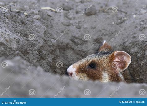 Field Hamster Portrait Stock Image Image Of Hamster 47308615