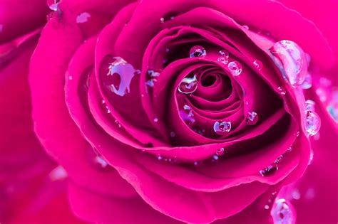 2048x1365 Free Screensaver Rose Pink Flowers Wallpaper Rose Hd