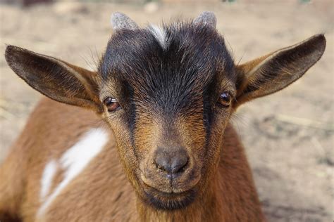 A male goat when castrated or neutered is called a 'whether'. animals, Nature, Goats Wallpapers HD / Desktop and Mobile ...