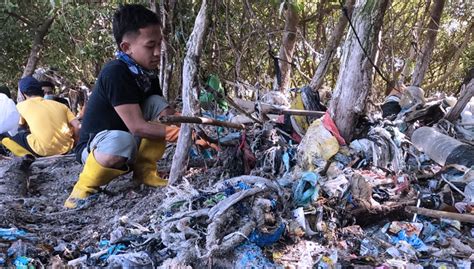 Miris 200 Kg Sampah Plastik Lilit Pohon Mangrove Di Pesisir Surabaya