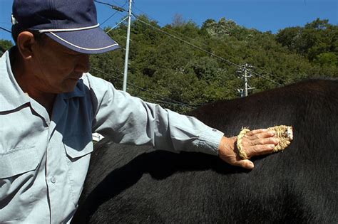 The History Of Kobe Beef Raising Wagyu Cattle In Japan Blogckchew