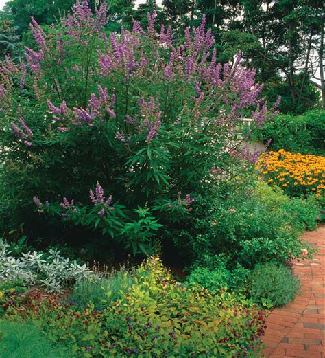 Flowering Shrubs For Full Sun Zone 5 Top 5 Shrubs For A Windbreak