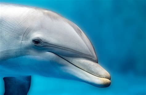 Just How Intelligent Are Dolphins Discover Magazine