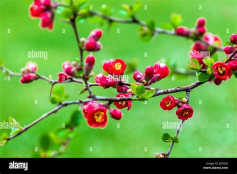 Japanese Quince Chaenomeles Japonica In High Resolution Stock