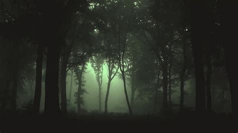 Dark Forest Ambience Music Youtube