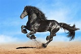 15 Most Beautiful Horse Breeds in the World (With Pictures) | Pet Keen