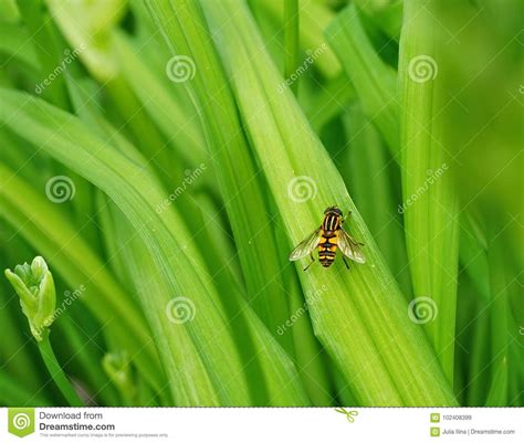Herbs Fly Green Color Nature Leaves Garden Close Up Beauty Macro Stock