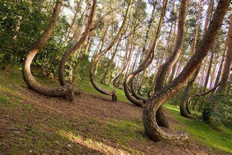 9 Of The Most Unusual Forests On Earth