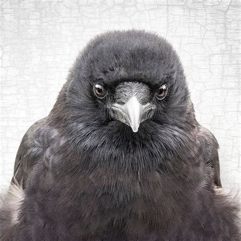 Understanding Fine Art Print Crow Portrait Series June Hunter Images