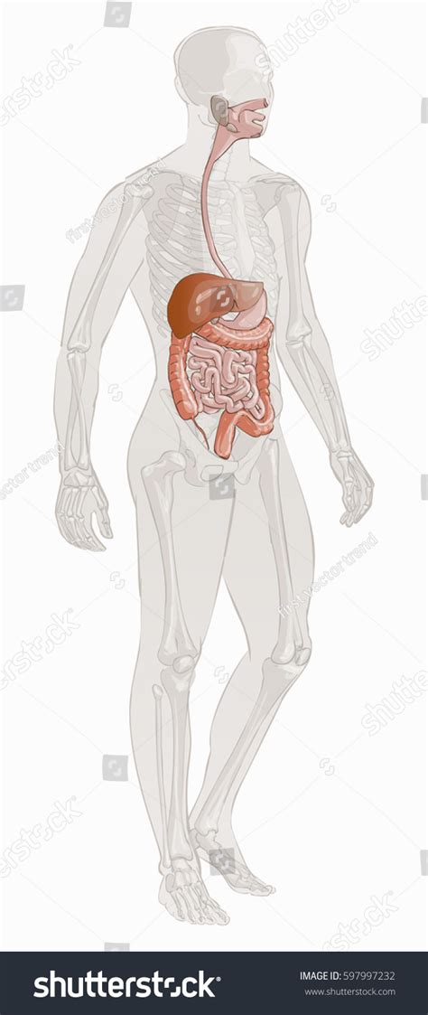 Photos of human body parts | pictureofhumanbody.com. Human Body Parts Digestive System Man Stock Vector ...