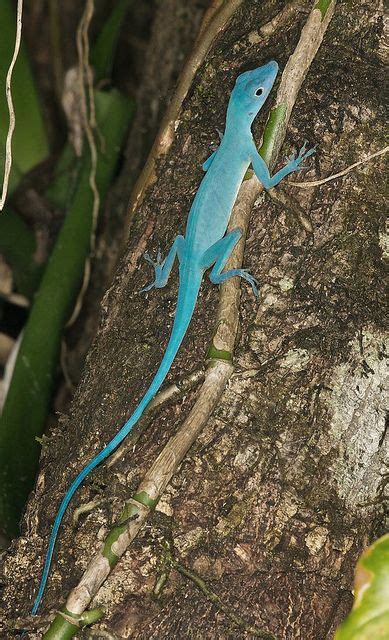 Blue Anole Facts And Pictures