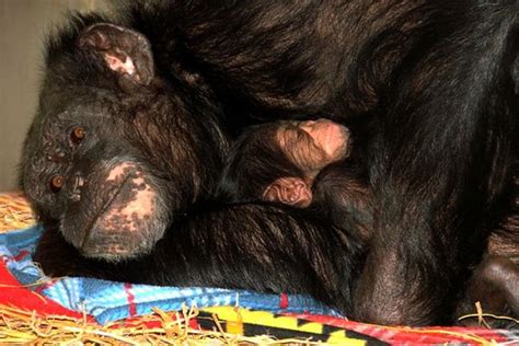 Its A Girl Baby Chimpanzee Born At North Carolina Zoo