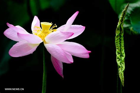 Lotus Flowers Blossom At Scenery Spot Of Daming Lake In Chinas Jinan