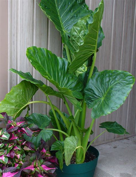 How To Grow And Care The Elephant Ear Plant Indoors Off