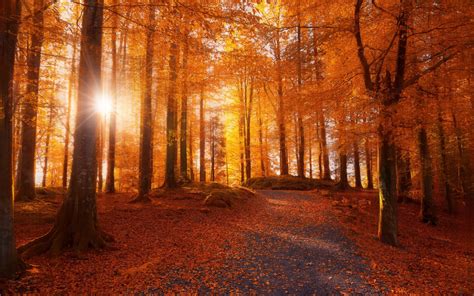 Autumn Forest In Norway Wallpapers And Images Wallpapers Pictures