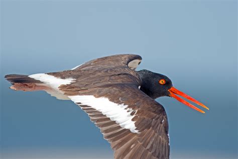 American Oystercatcher Audubon Field Guide