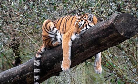 Internationaler Tag Des Tigers Kennen Sie Diese Fakten über Tiger