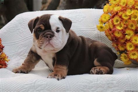 Hush - English Bulldog Puppy For Sale in Pennsylvania