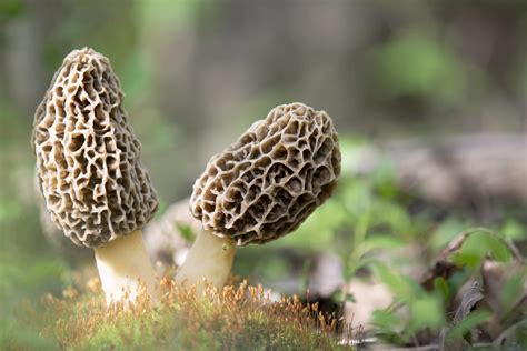 Spring Means Morels But What Are They Farmers Almanac Plan Your