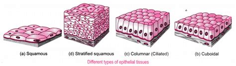 Describe The Structure And Function Of Different Types Of Epithelial