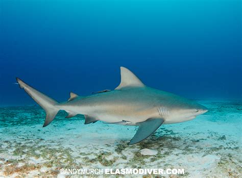 Bull Shark Information And Pictures Of Bull Sharks