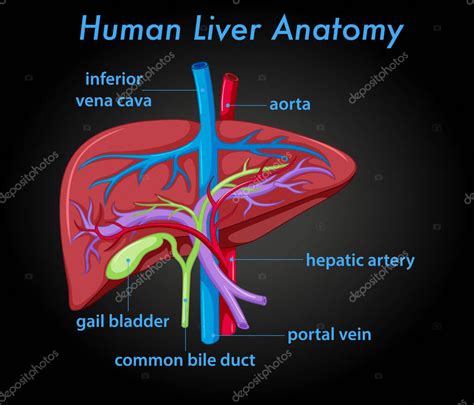 Imagen Del Diagrama De Anatomía Del Hígado Humano 2022