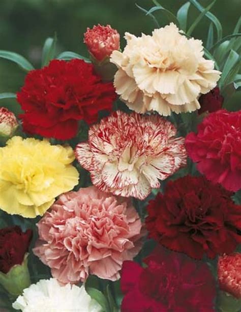 Carnation Choice Double Mixed Flower Seeds By Mr Fothergills