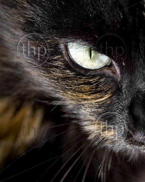 Close Up Of Cats Eye Staring At You Thpstock