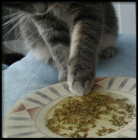 See and discover other items: Honey, The Cats Dipped The Nip Again Catnip Tea ) Recipe ...