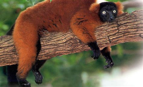 We would like to show you a description here but the site won't allow us. Saving Madagascar's lemurs