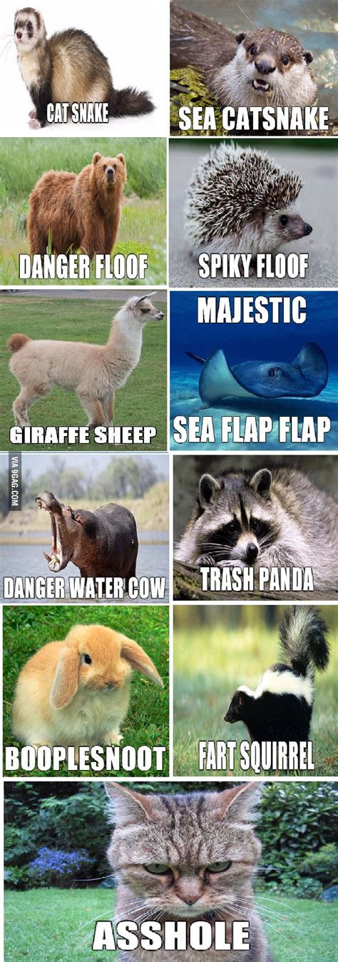 Alternate Names For Animals 9gag