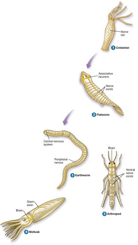 Evolution Of The Animal Nervous System The Nervous System Animal