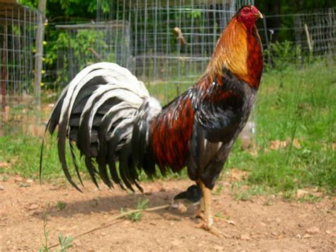 Asil Black Roundhead Game Fowl Chickens Beautiful Chickens