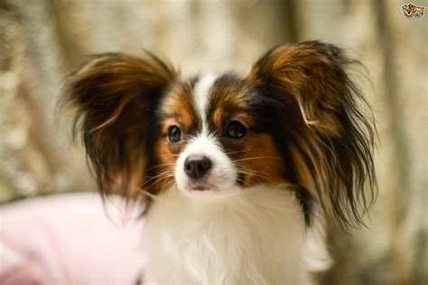 3 Of The Cutest Dog Breeds Pets4homes
