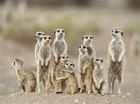 Meerkats Wallpapers Fun Animals Wiki Videos Pictures