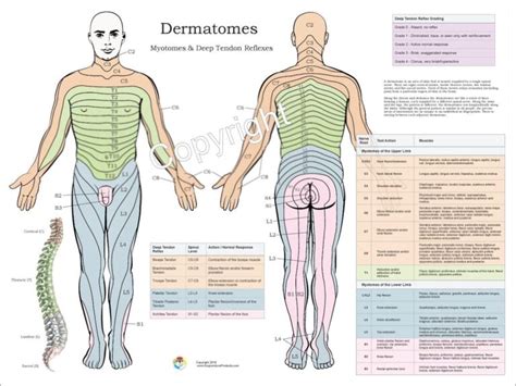 Dermatomes Myotomes And Dtr Poster X Chiropractic Etsy The Best Porn Website