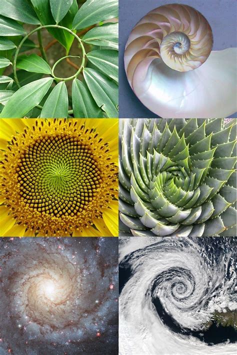 Sacred Geometry The Golden Ratio In Nature Geometry In Nature