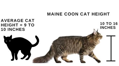 Maine Coon Vs Normal Cat Everything You Need To Know Unusual Pets Guide