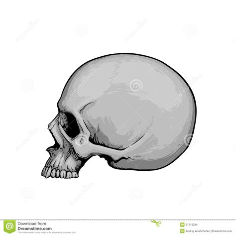 Skull In Profile Stock Vector - Image: 51716334