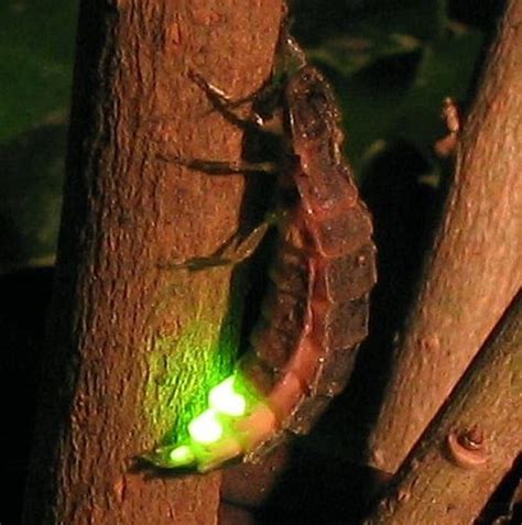 9 Stunning Examples Of Bioluminescence In Nature Insects