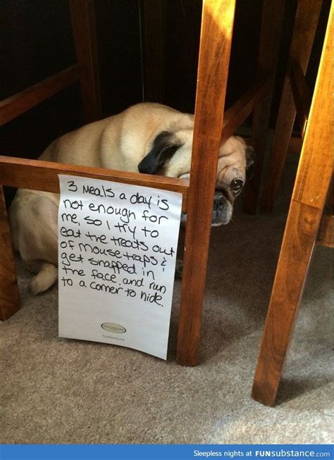 Just Had To Go For The Peanut Butter Funsubstance Dog Shaming Funny