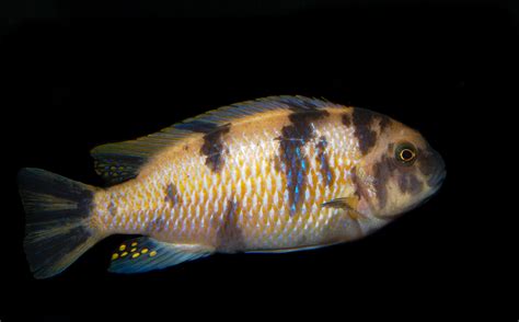 Mbuna Fish Encyclopedia Of Life
